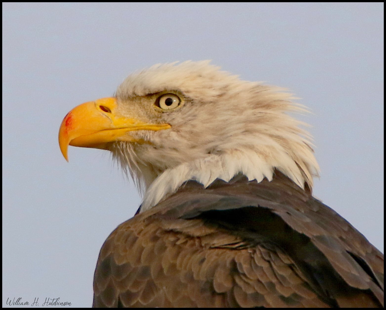 Bill Hutchinson photo of eagle