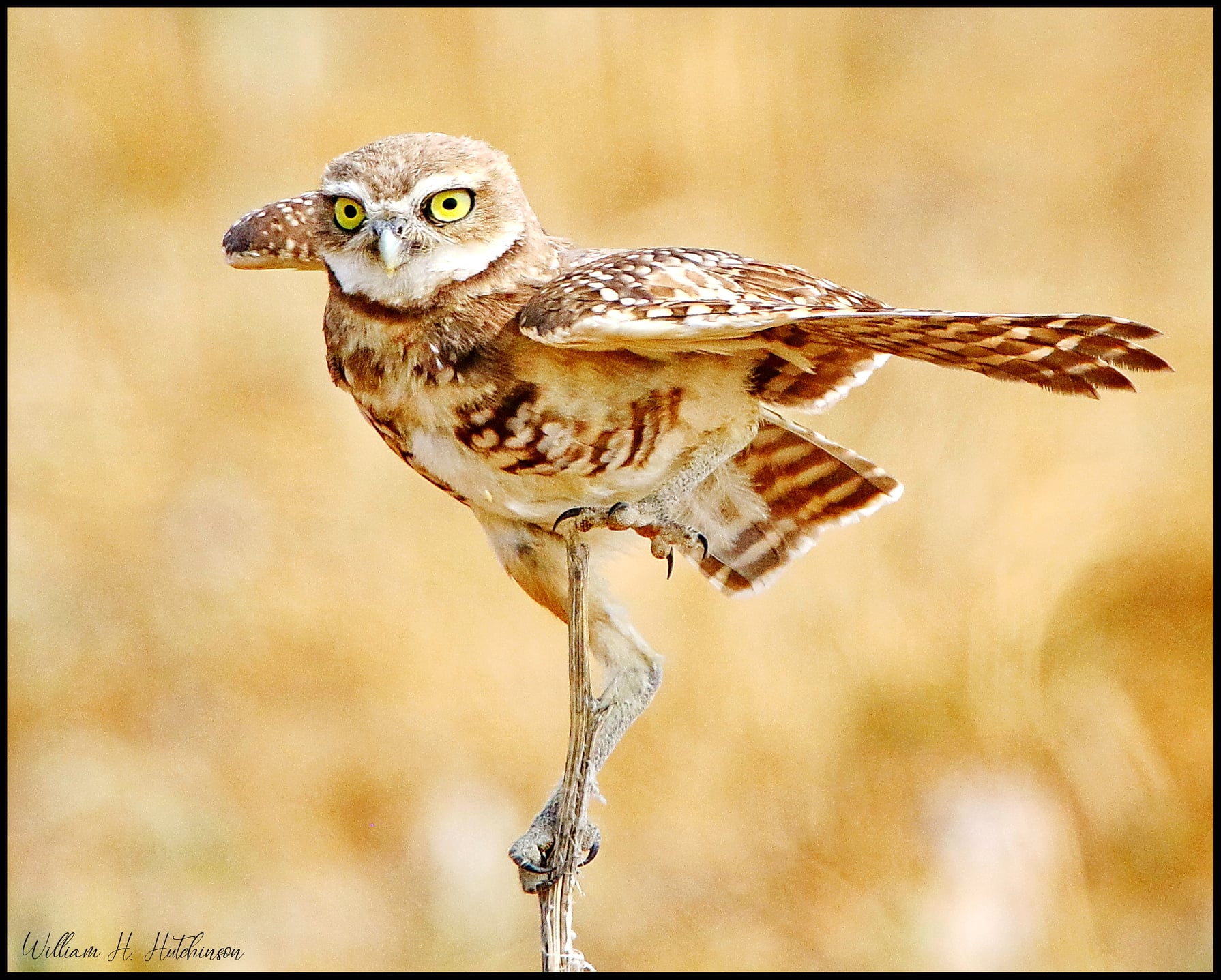 Hutchinson owl