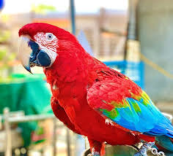 Red parrot