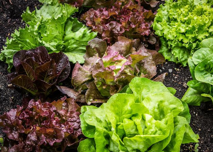 Photo: varieties of letttuce